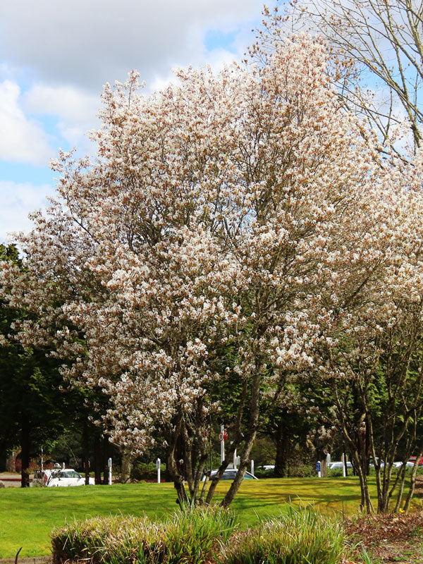 Serviceberry, Autumn Brilliance