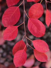 Serviceberry, Autumn Brilliance