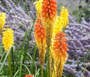 Red Hot Poker, Flamenco