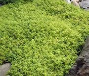 Thyme, Golden Lemon