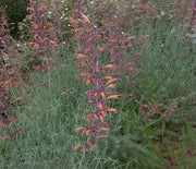 Agastache, Sunset