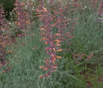 Agastache, Sunset