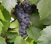 Grape, St. Theresa