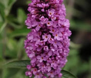 Butterfly Bush, Tutti Fruitti