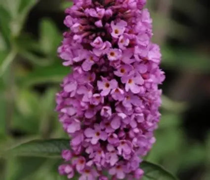 Butterfly Bush, Tutti Fruitti