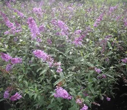 Butterfly Bush, Nanho Purple
