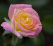 Rose, Music Box