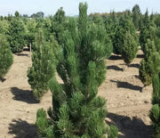 Pine, Bosnian 'Satellite'