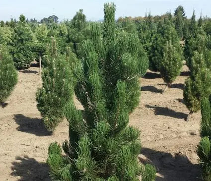 Pine, Bosnian 'Satellite'