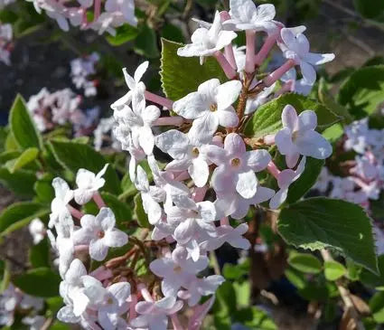 Viburnum, Korean Spice