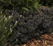 Sedum, Sunset Cloud