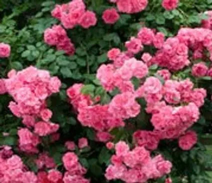 Rose, Zephirine Drouhin