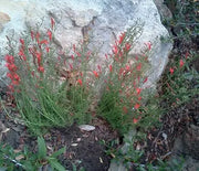 Penstemon, Pineleaf