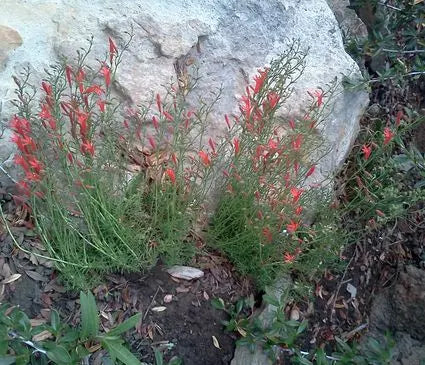 Penstemon, Pineleaf
