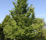 Elm, Emerald Sunshine