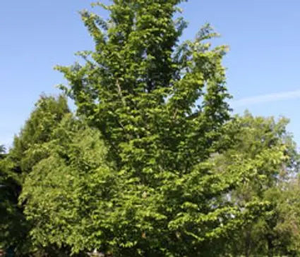 Elm, Emerald Sunshine