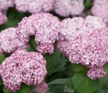 Hydrangea, Incrediball™ Blush