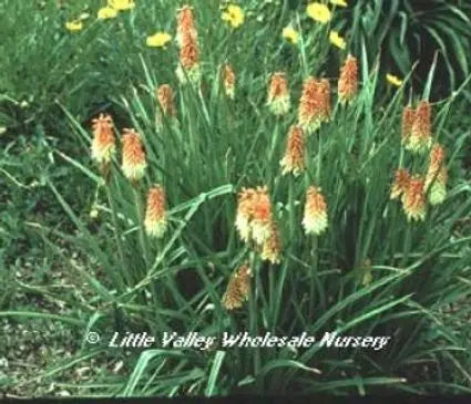 Red Hot Poker, Early Hybrid
