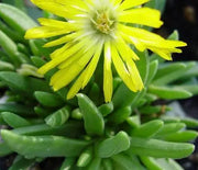 Ice Plant, Gold Nugget
