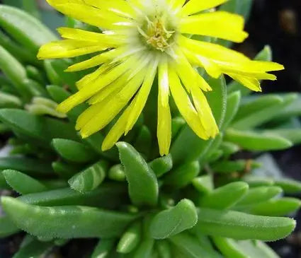 Ice Plant, Gold Nugget