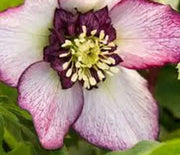Lenten Rose, Cherry Blossom