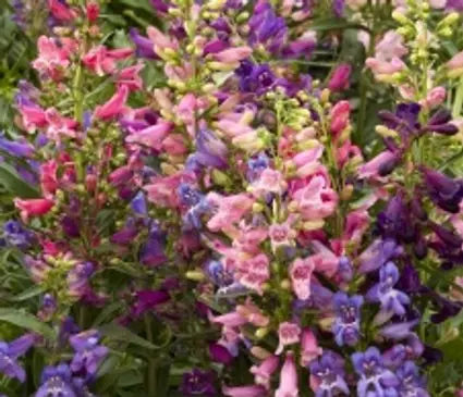 Penstemon, Rondo