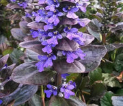 Ajuga, Catlin's Giant