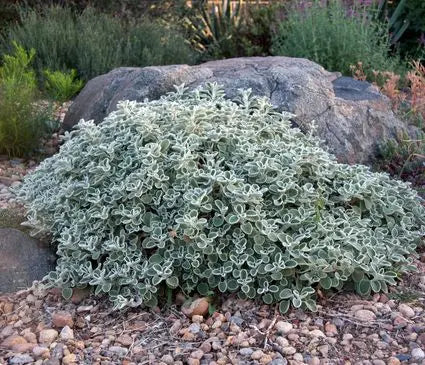 Horehound, Silver