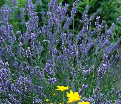 Lavender, Intermedia Grosso