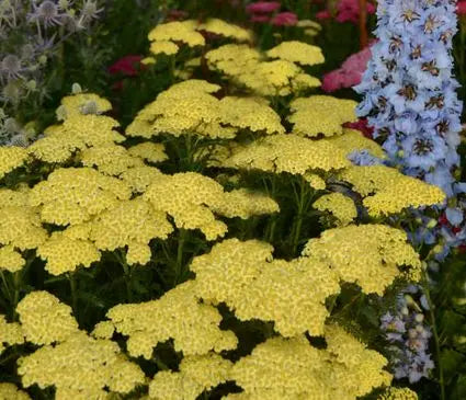 Yarrow, Sunny Seduction