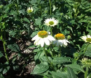 Coneflower, Pow Wow White