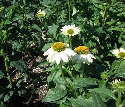 Coneflower, Pow Wow White