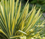 Yucca, Golden Sword