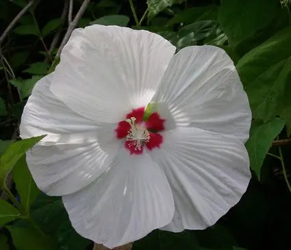 Hardy Hibiscus, Luna White