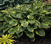 Hosta, Aureomarginata