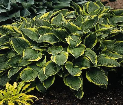 Hosta, Aureomarginata