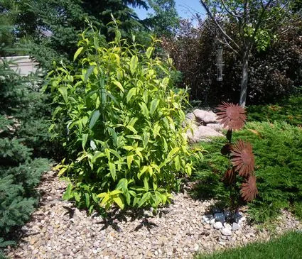 Butterfly Bush, Harlequin