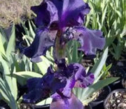 Iris, German Bearded Superstition