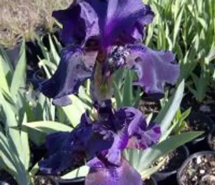 Iris, German Bearded Superstition