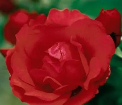 Rose, Morden Fireglow