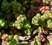 Sedum, Old Man Bones