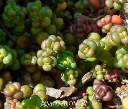 Sedum, Old Man Bones