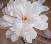 Magnolia, Centennial Blush