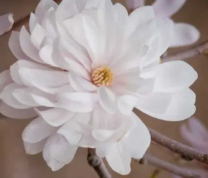 Magnolia, Centennial Blush