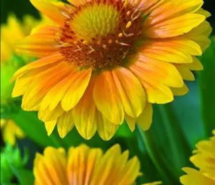 Blanket Flower, Arizona Apricot