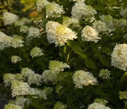 Hydrangea, Limelight