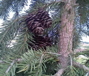 Spruce, Serbian