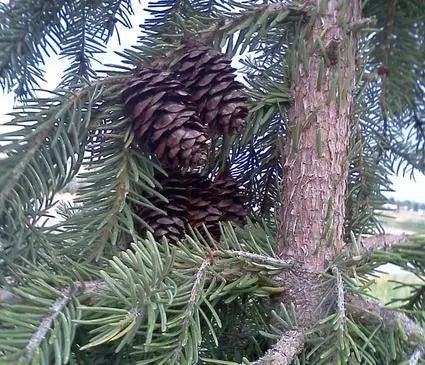 Spruce, Serbian