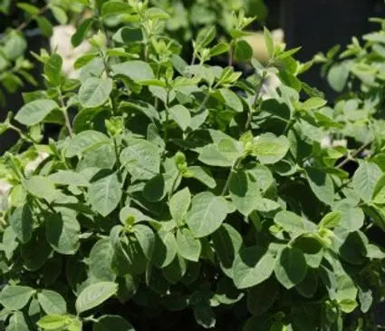 Honeysuckle, Dwarf Clavey's