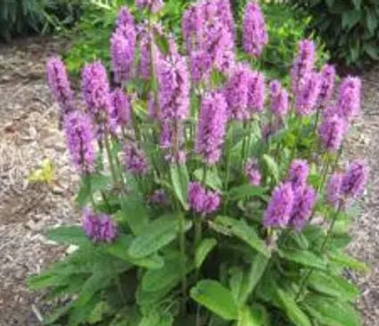 Lamb's Ear, Hummelo Betony